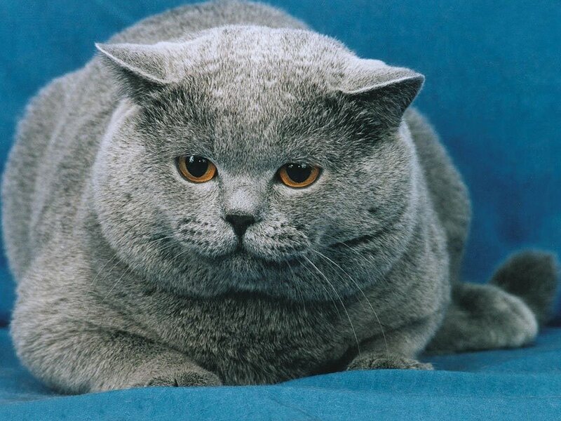 Gray British Shorthair Cat — Photograph