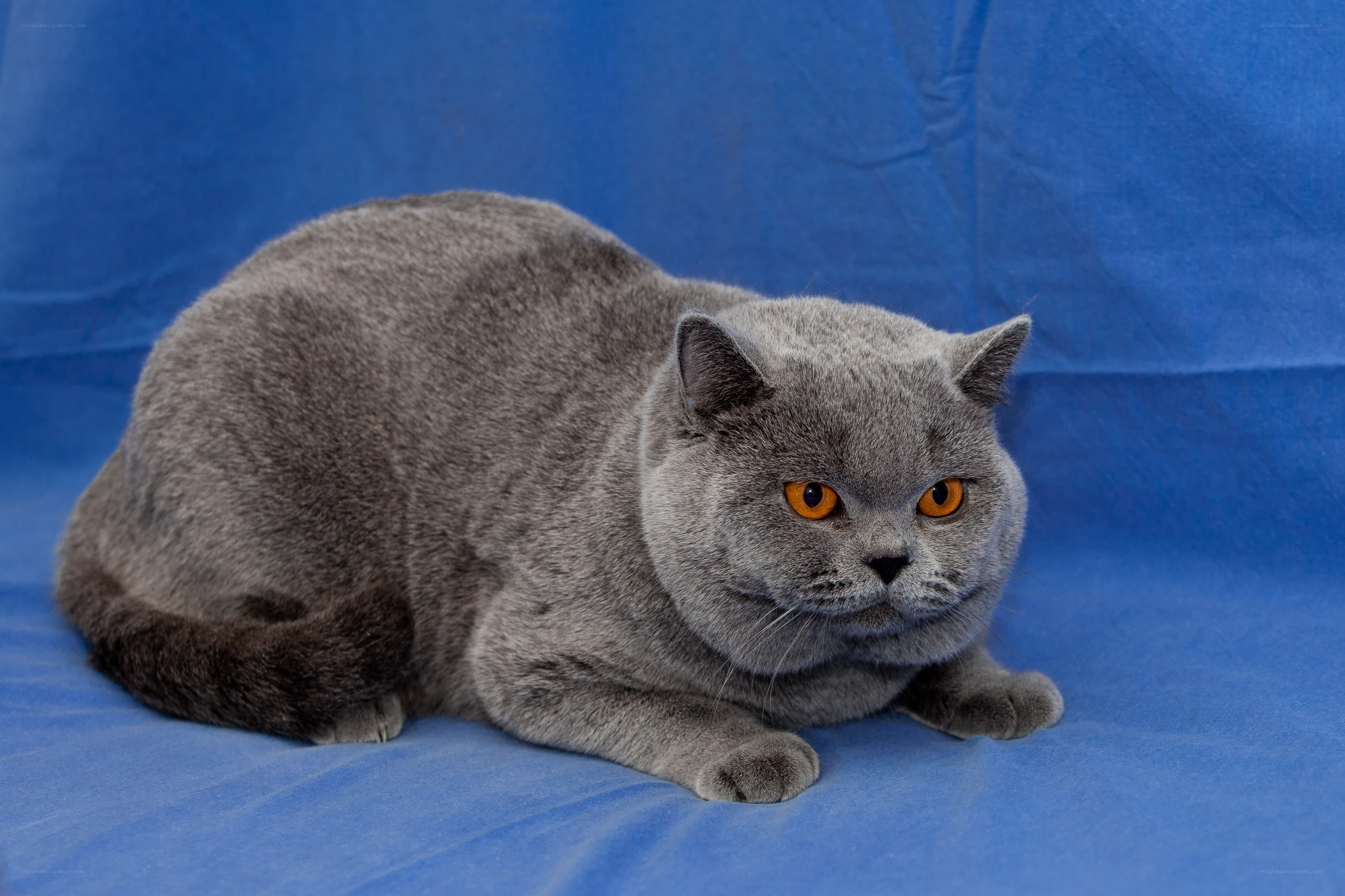 gray british shorthair cat