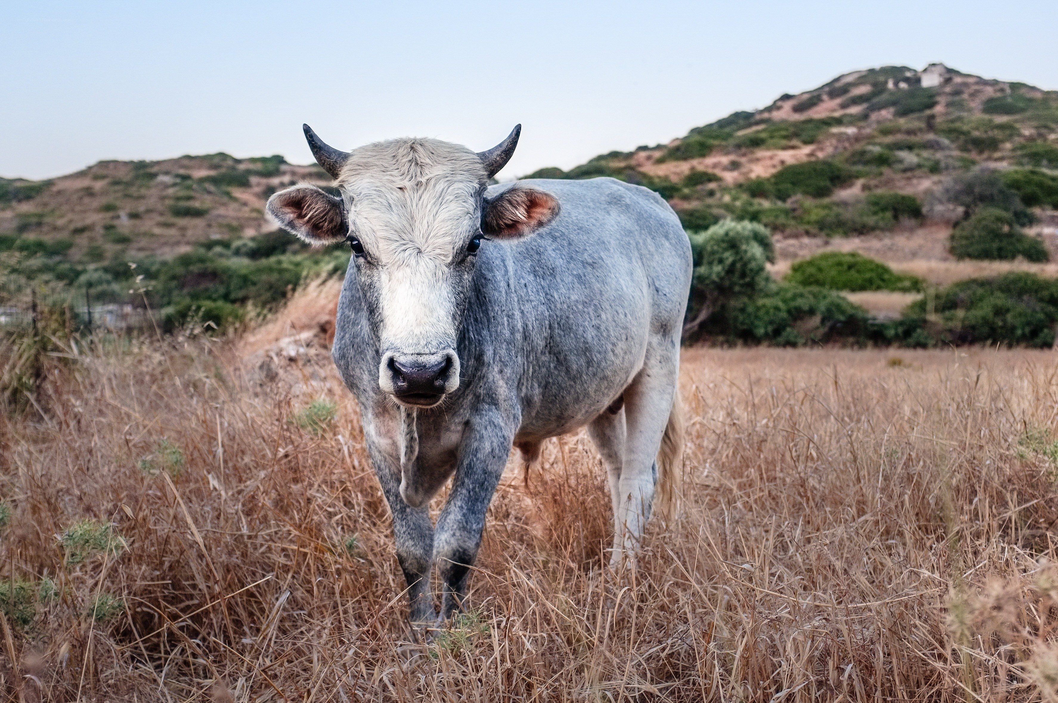 gray bull in dry grass