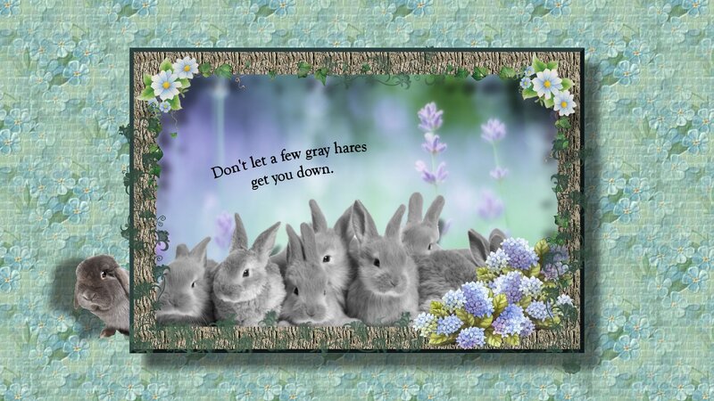 Gray Bunnies in Frame