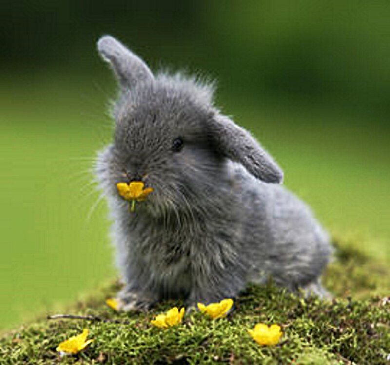 Gray Bunny Eating Flower — Green, Peaceful