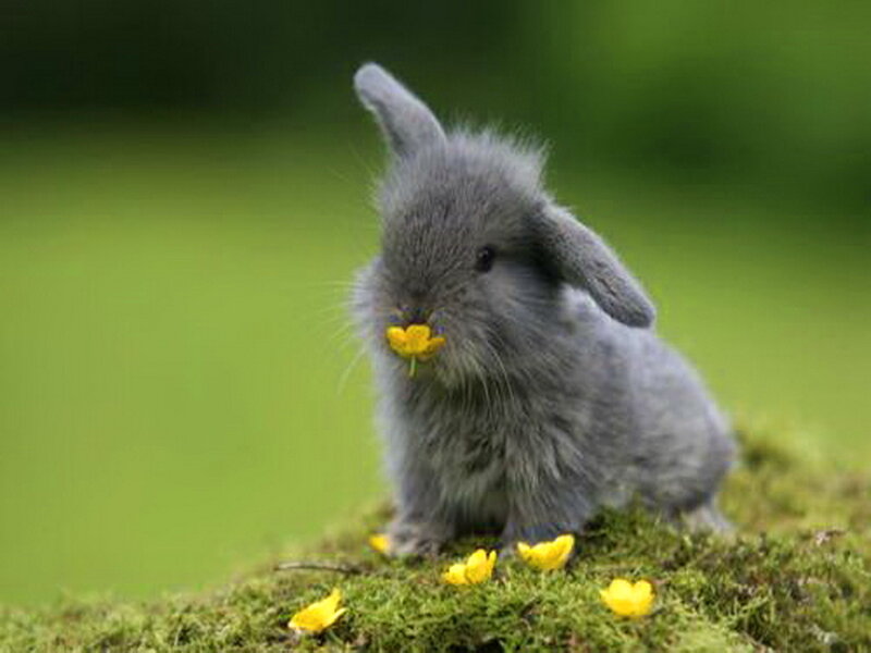 Gray Bunny Eating Flower — Green, Serene