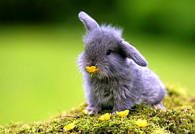 Gray Bunny Eating Flower — Green