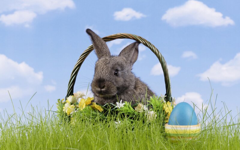 Gray Bunny in Basket