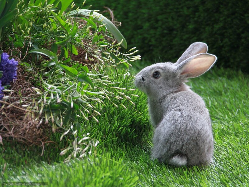 gray bunny in garden