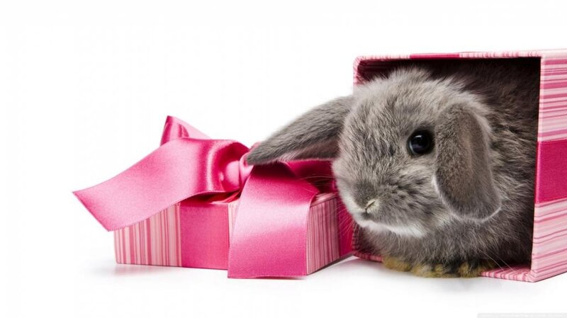 Gray Bunny in Gift Box — Pink