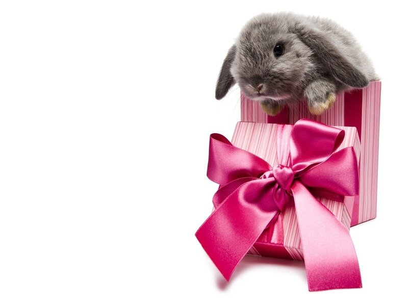 Gray Bunny in Gift Box
