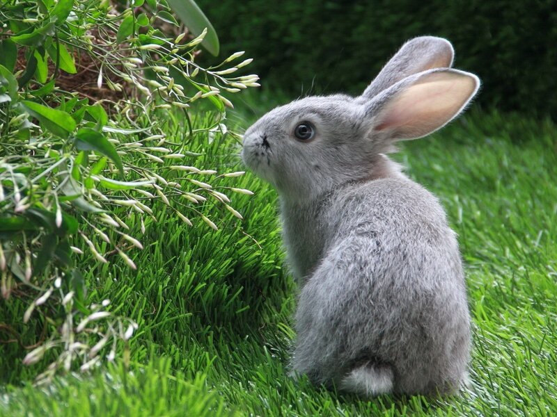 gray bunny in grass
