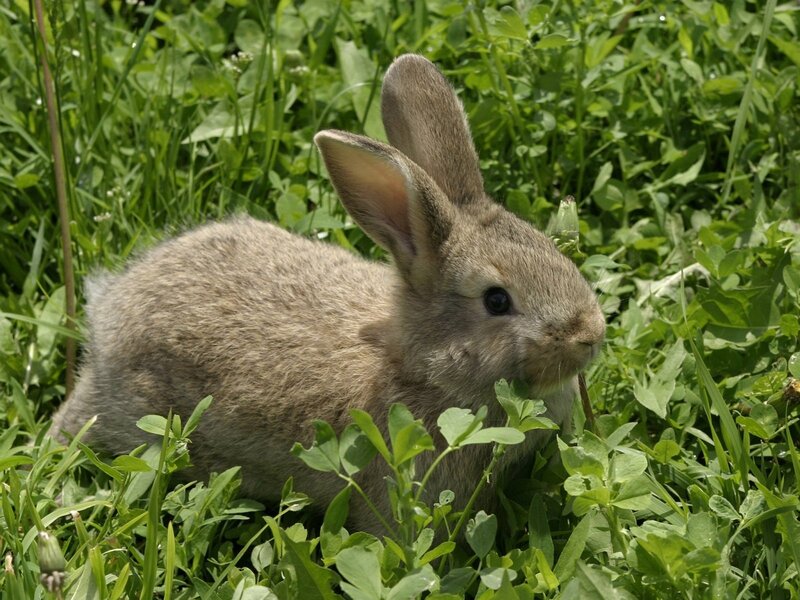 Gray Bunny in Grass — Green