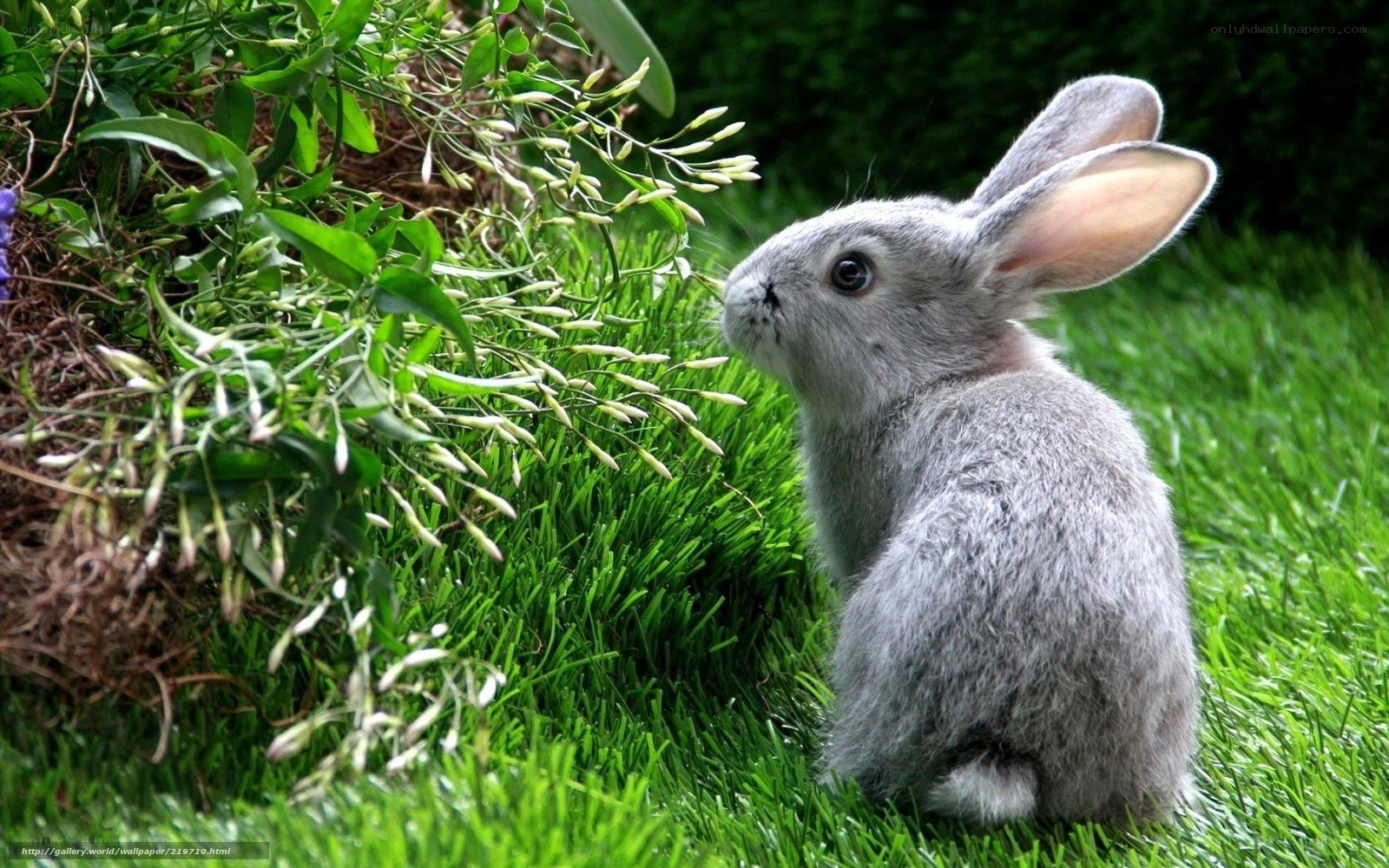 gray bunny in green grass