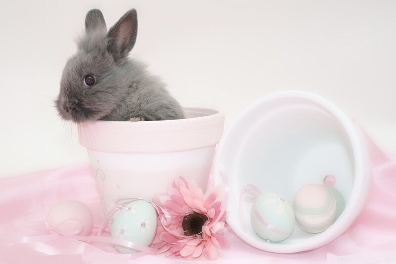 Gray Bunny in Pot