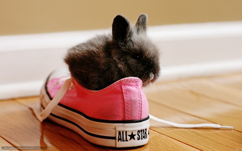 Gray Bunny in Sneaker — Pink