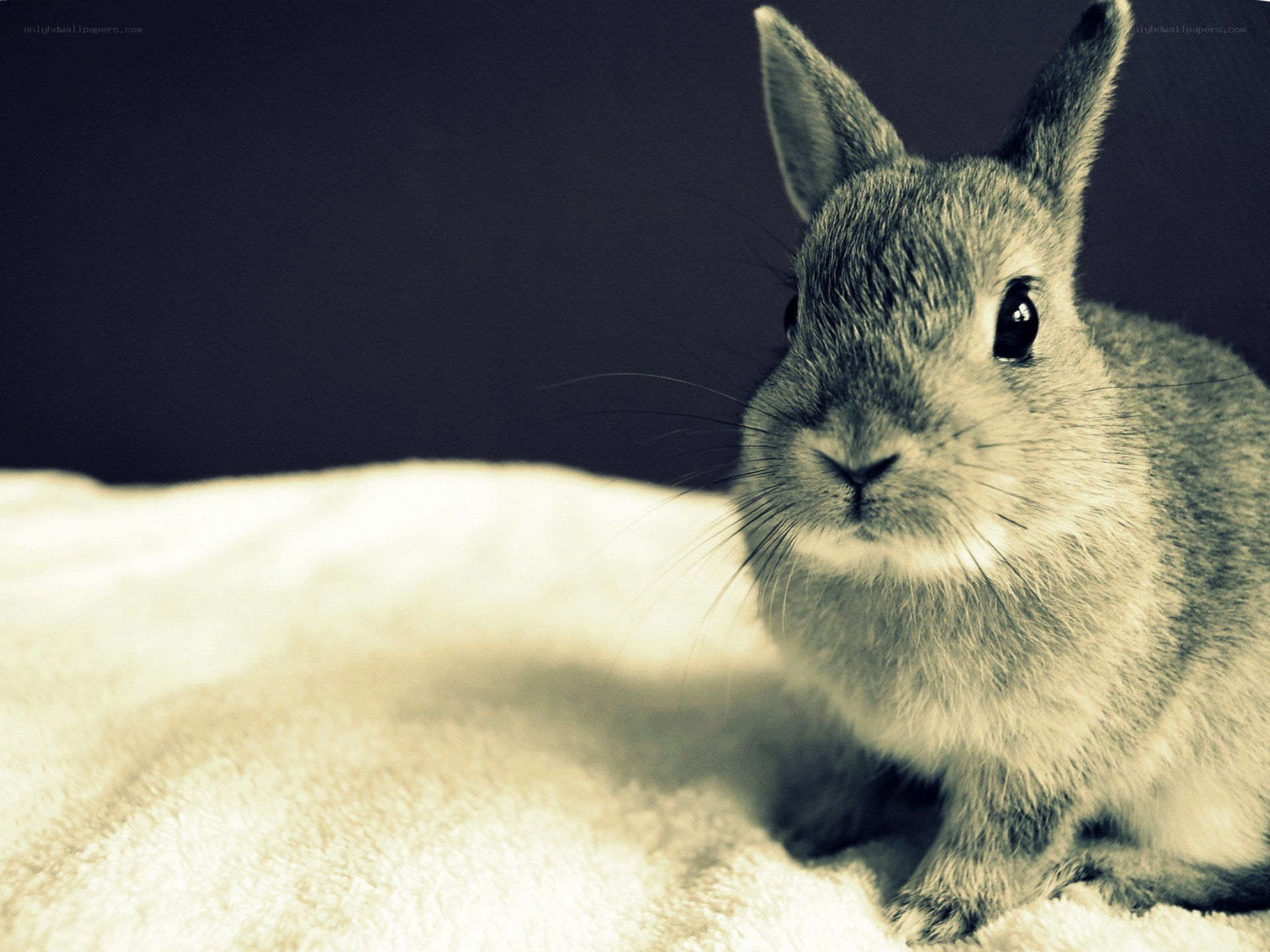 gray bunny on a blanket