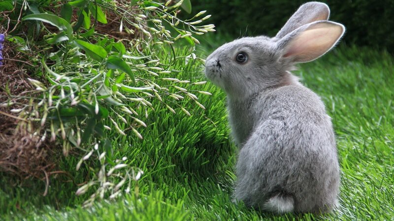 gray bunny on grass
