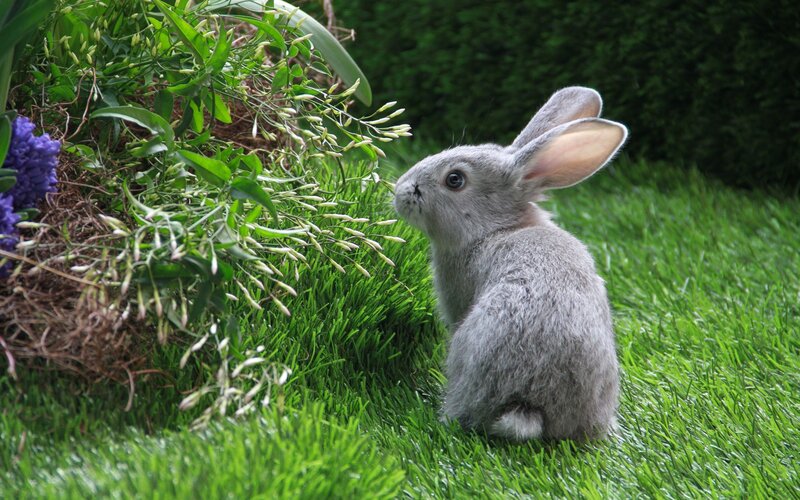 Gray bunny on green grass