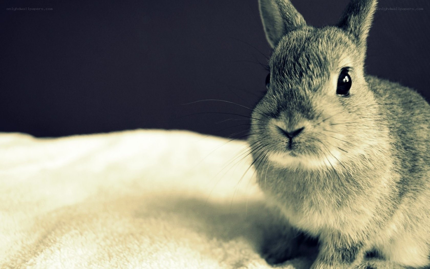 gray bunny on white blanket