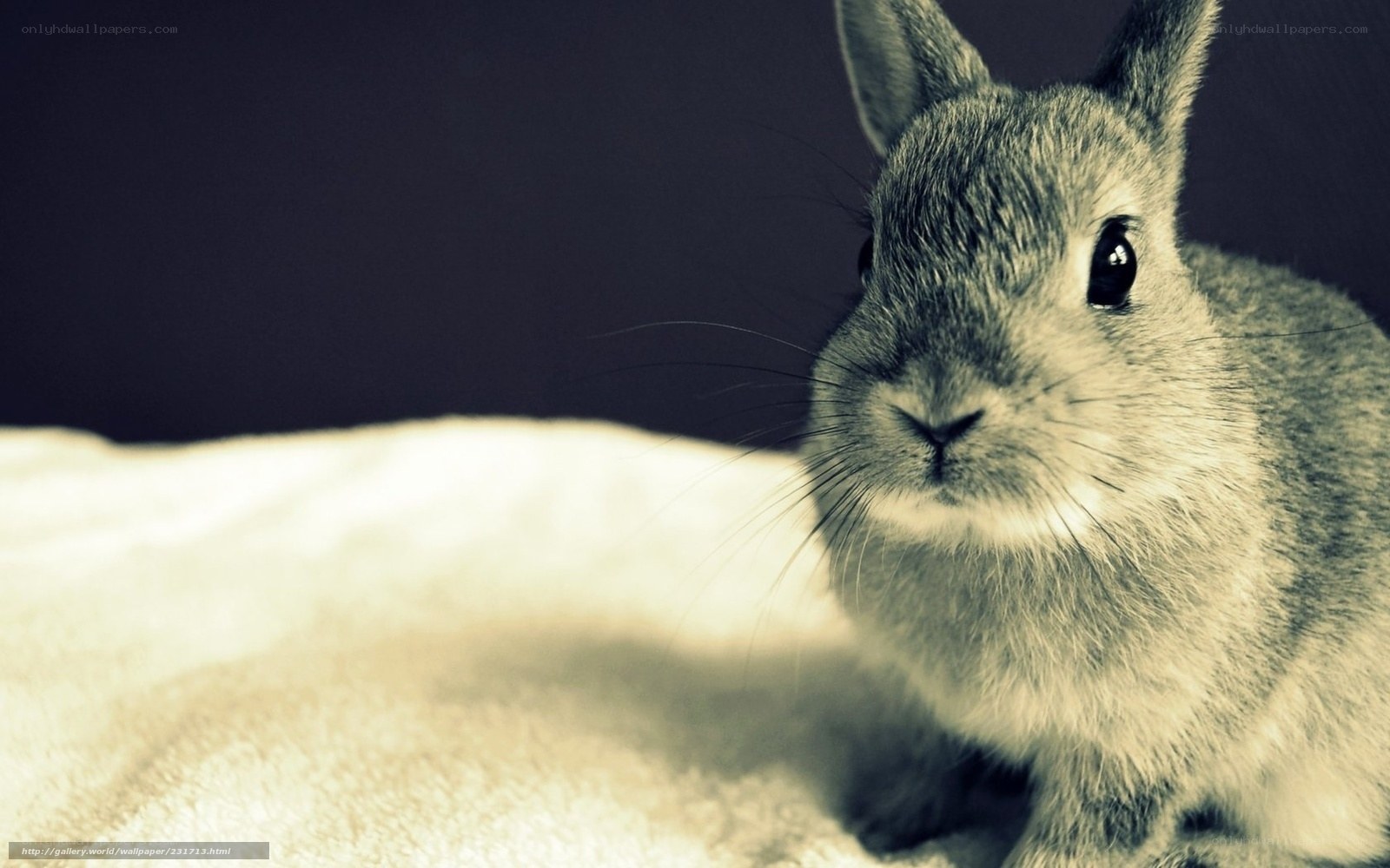 gray bunny on white blanket