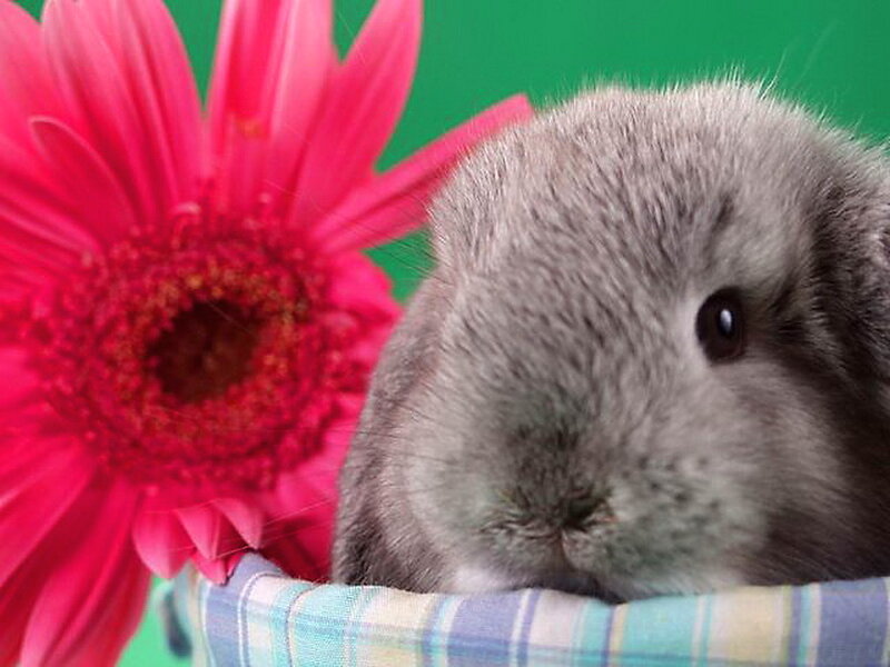 Gray Bunny Rabbit