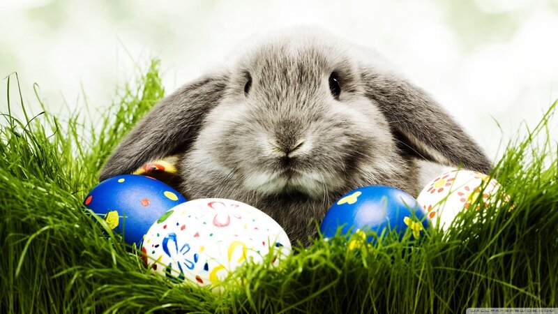 Gray Bunny with Eggs — Green, Peaceful, Spring, Photograph, Grass