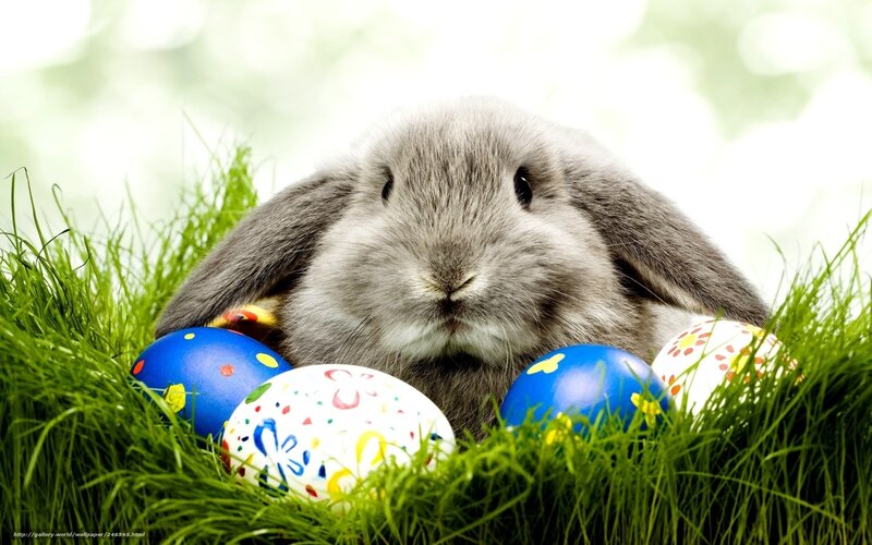 Gray Bunny with Eggs — Green, Peaceful, Spring, Photograph