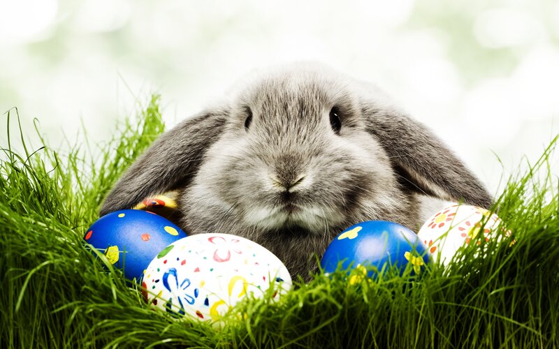 Gray Bunny with Eggs — Green, Peaceful, Spring