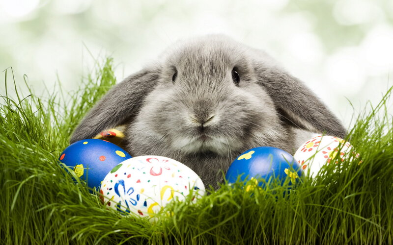 Gray Bunny with Eggs — Green, Peaceful