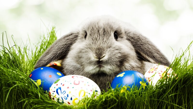 Gray Bunny with Eggs — Spring