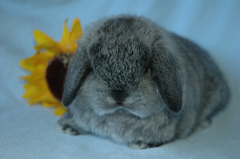 gray bunny with sunflower