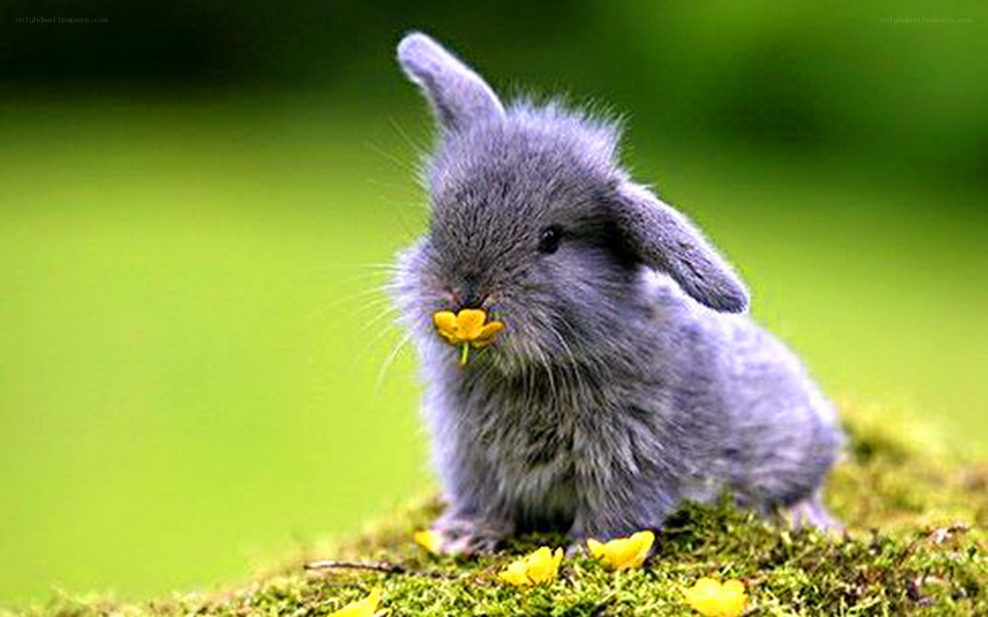 gray bunny with yellow flower
