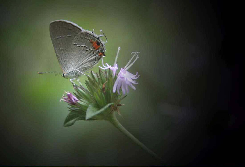 Gray Butterfly on Flower — Green