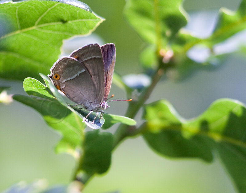 Gray Butterfly on Leaf