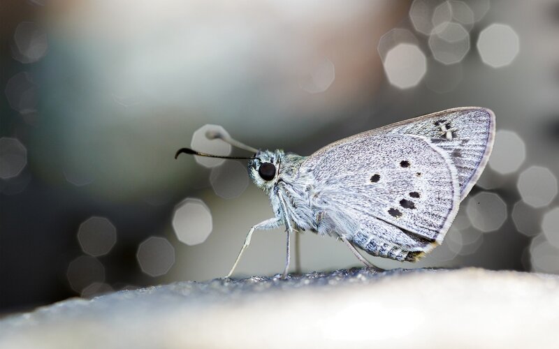 gray butterfly on stone