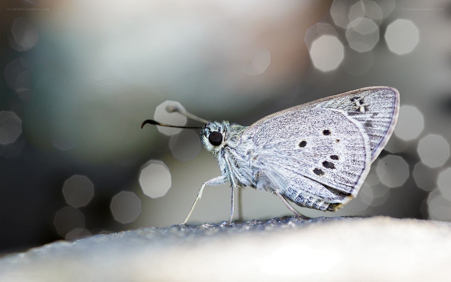 gray butterfly on stone