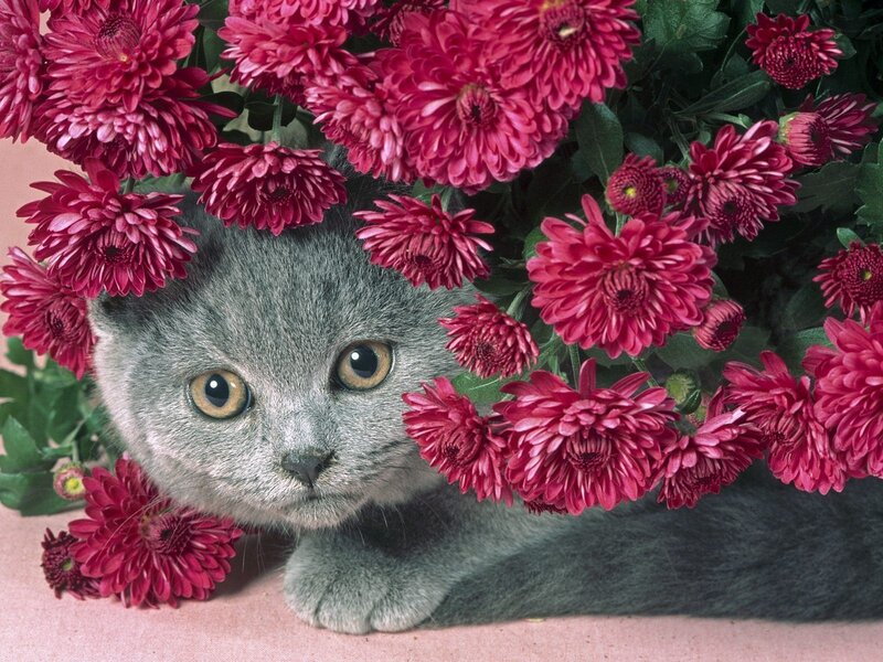 Gray Cat Among Flowers — Calm, Photograph, Green Leaves, Pink Surface