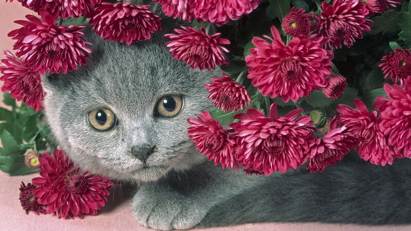 Gray Cat Among Flowers — Calm, Photograph