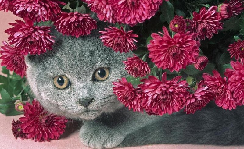 Gray Cat Among Flowers — Calm