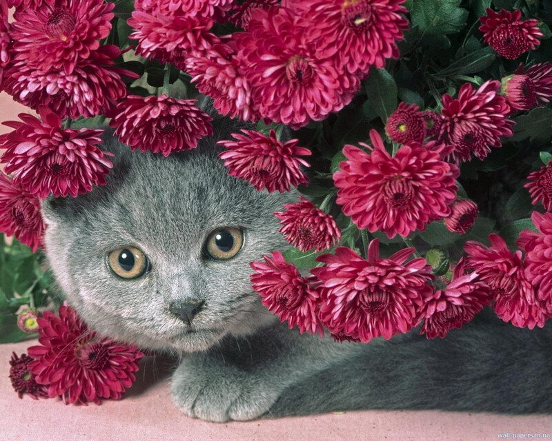 Gray Cat Among Flowers