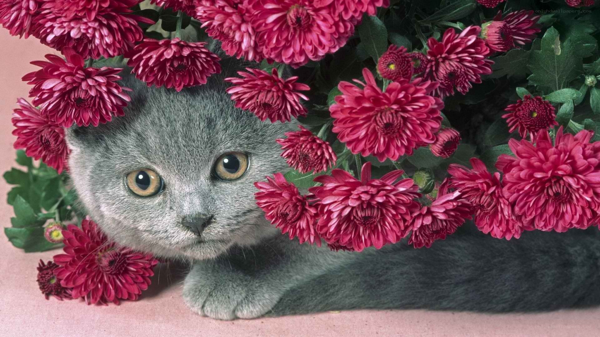 gray cat among pink flowers