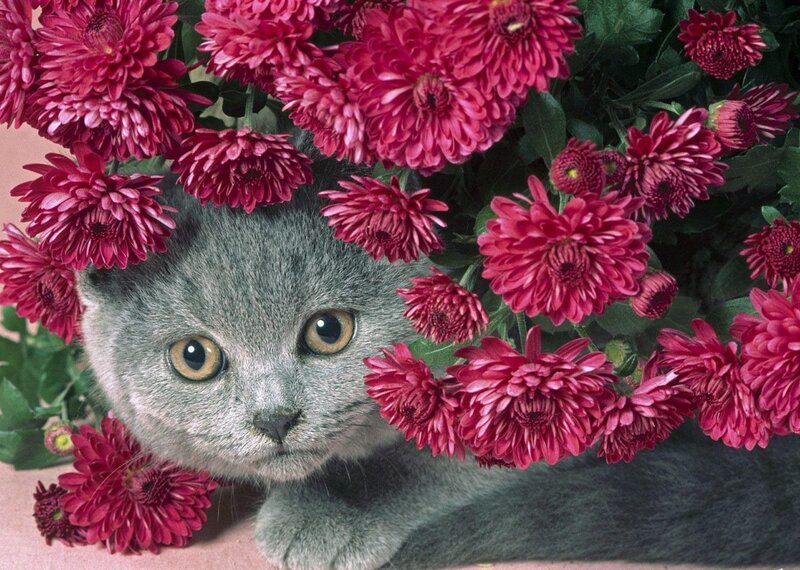 gray cat among pink flowers