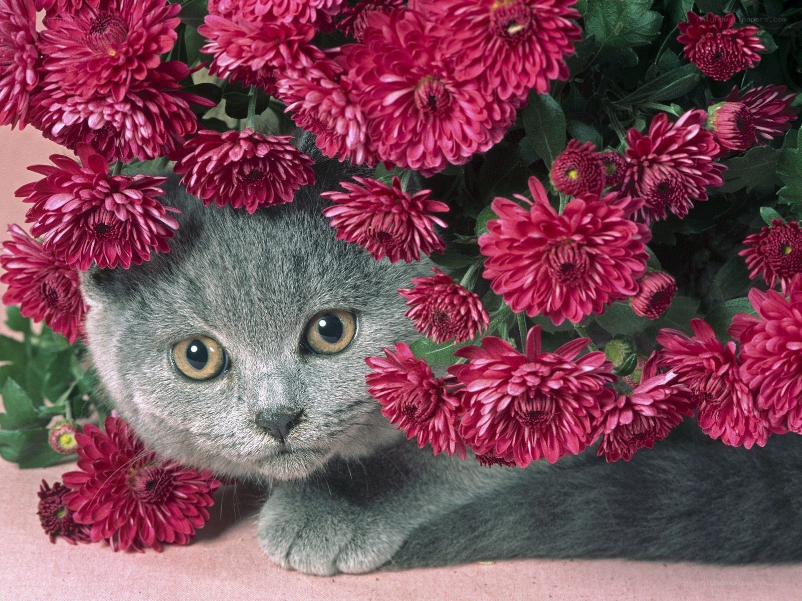 gray cat among pink flowers