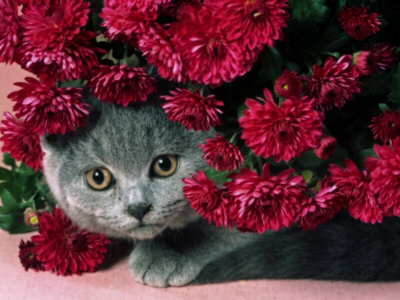 gray cat among red flowers