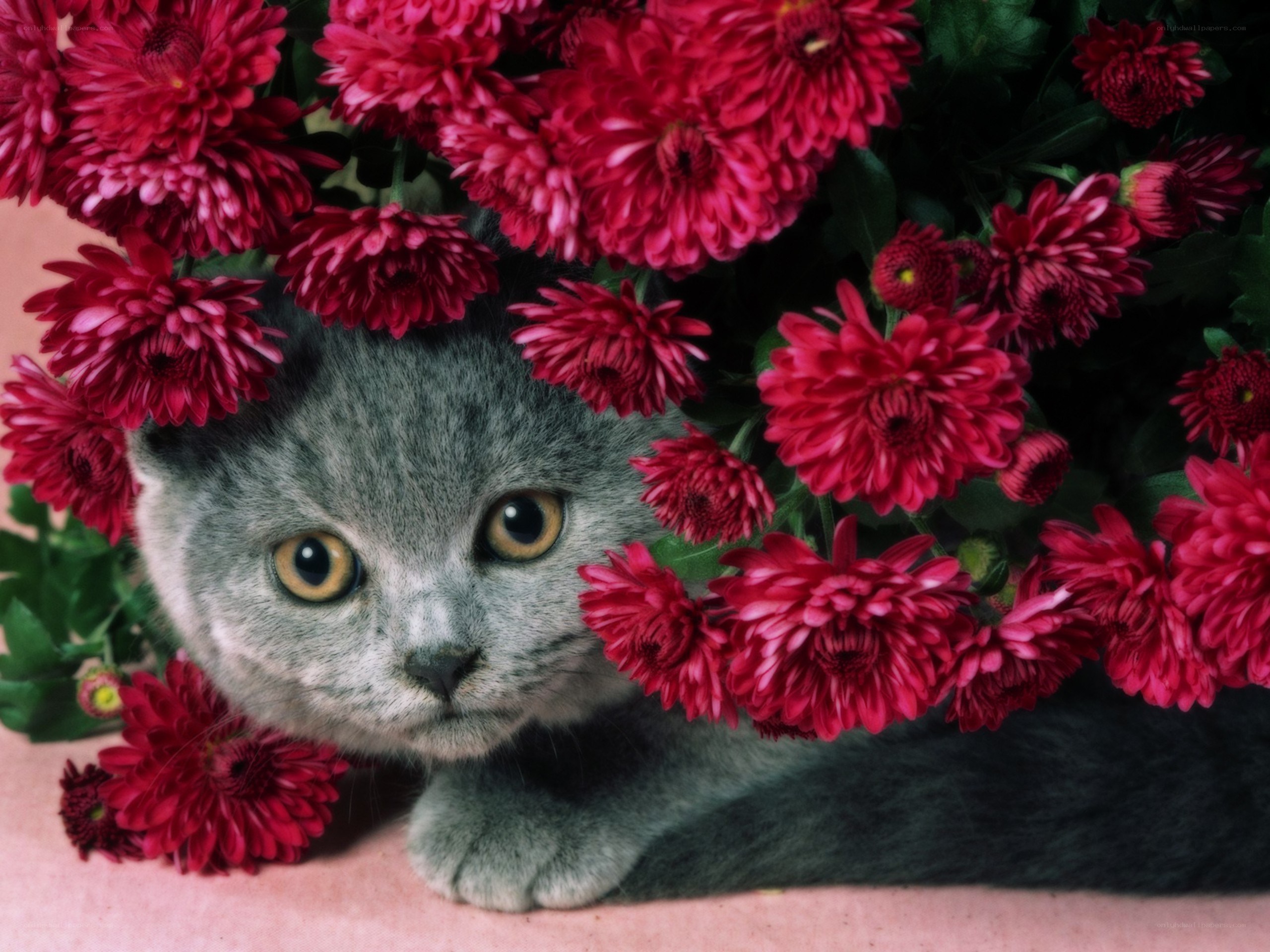 gray cat among red flowers