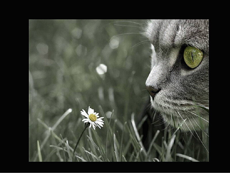 Gray Cat and Daisy — Serene