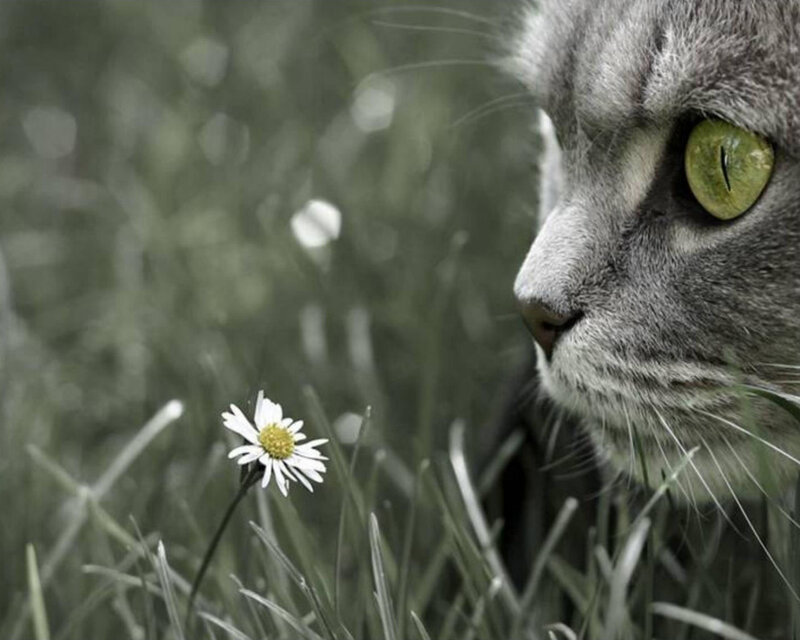 Gray Cat and Daisy