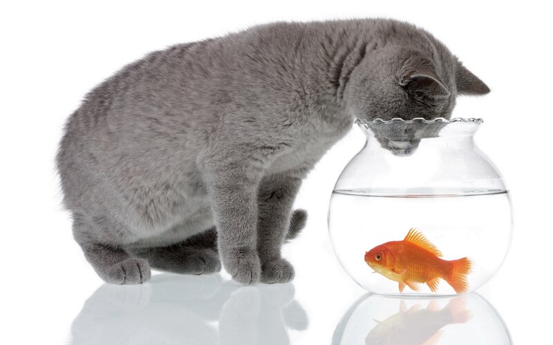 Gray Cat and Goldfish — Calm, Photograph