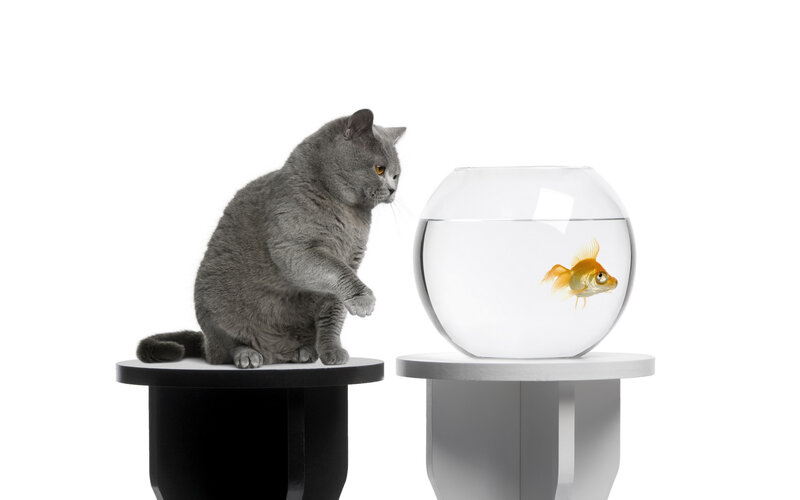 Gray Cat and Goldfish — Neutral, Photograph