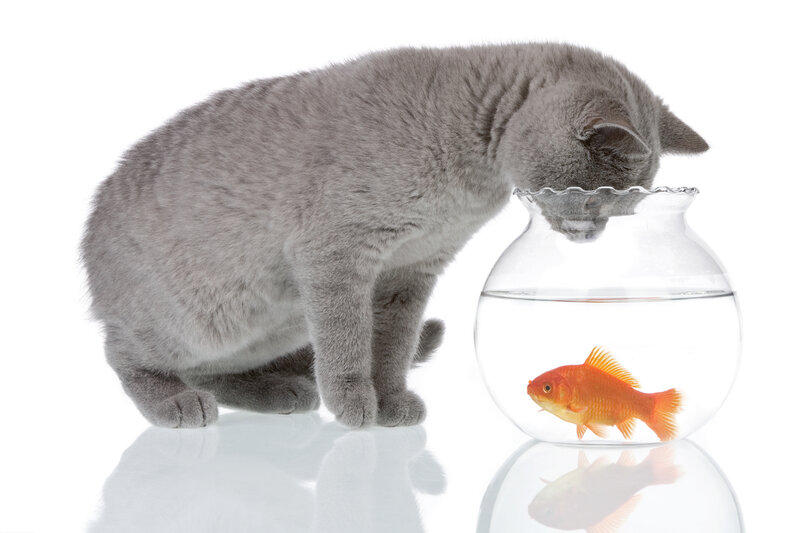 Gray Cat and Goldfish