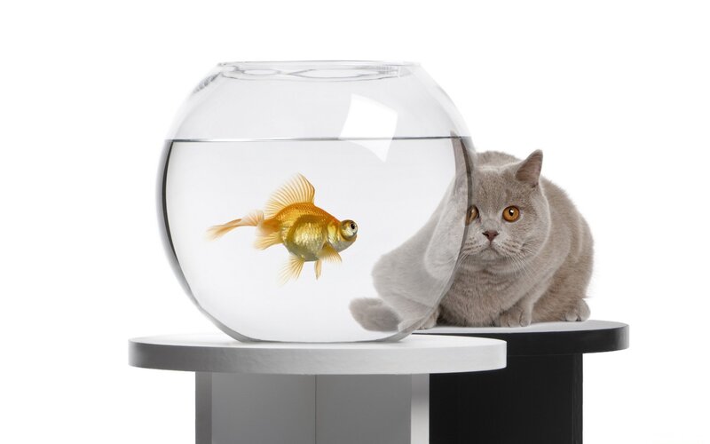 Gray Cat and Goldfish — White, Calm