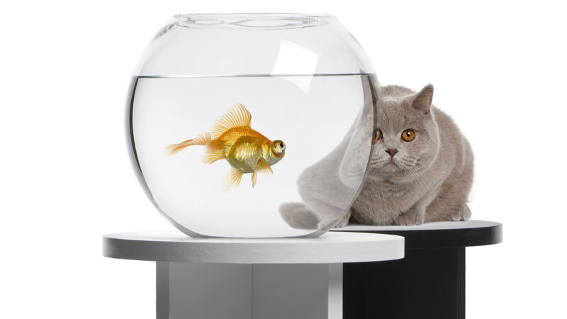 Gray Cat and Goldfish — White