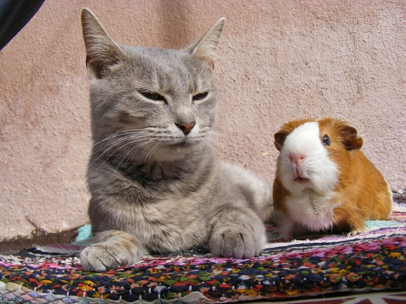 Gray Cat and Guinea Pig — Calm, Afternoon